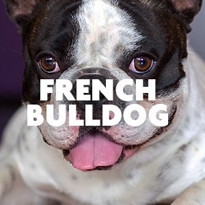 Furminator for shop french bulldog